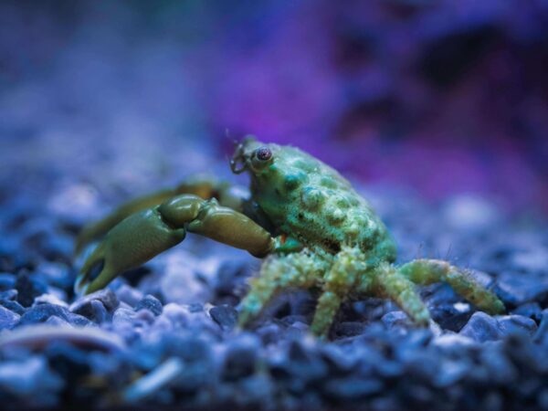Emerald Crab