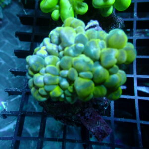 Bubble Coral 1