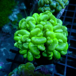 Bubble Coral 2