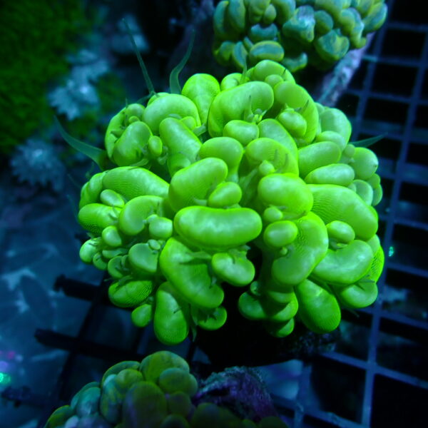 Bubble Coral 2