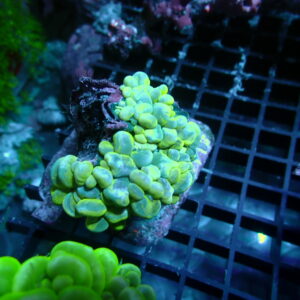 Bubble Coral 3