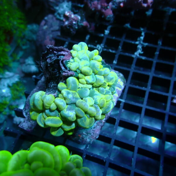 Bubble Coral 3