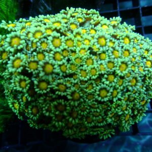 Goniopora Coral Green With Yellow Centre