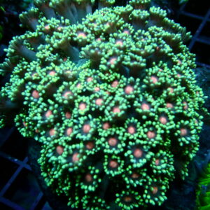 Goniopora Coral Green With Pink Centre