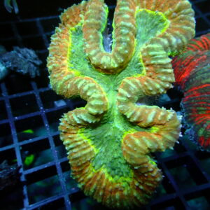 Lobophyllia Coral (1)