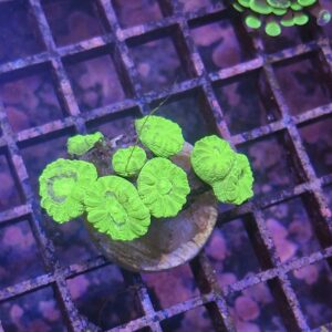 Toxic Green Candy Cane Frag