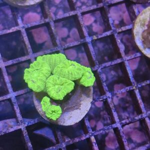 Toxic Green Candy Cane Frag