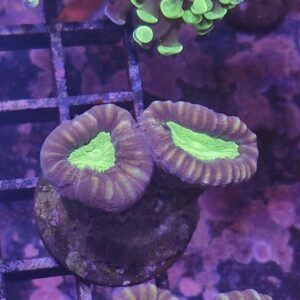 Purple Green Centre Candy Cane Frags