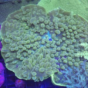 Elephant Ear Mushroom Coral