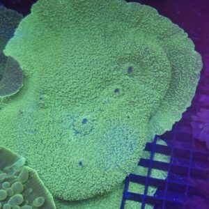 Elephant Ear Mushroom Coral