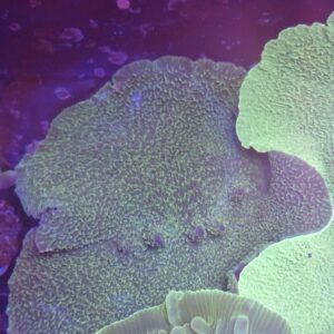 Elephant Ear Mushroom Coral