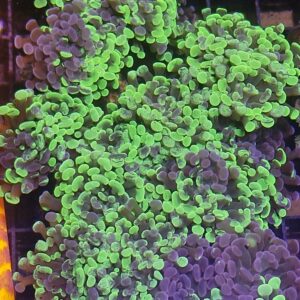 Toxic Splatter Hammer 2 Head Frag