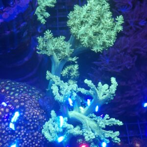 Green Kenya Tree 4" high
