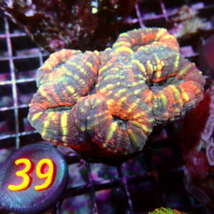 Symphyllia Coral