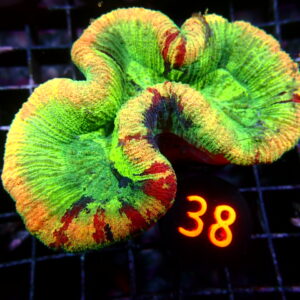 Trachyphyllia Coral