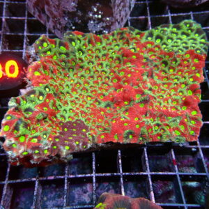 Australian War Coral (Favites)