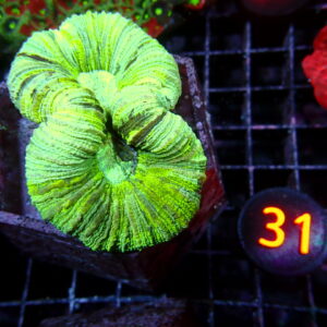 Green Trachyphillia