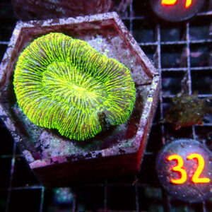 Green Trachyphillia