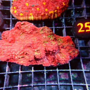 Chalice Aussie Coral