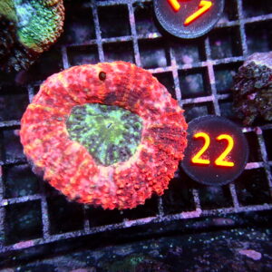 Lobophyllia Aussi Coral