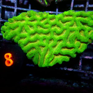 Platygyra Aussie Coral