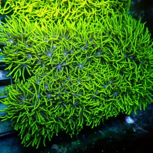 Neon green star polyps
