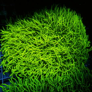 Neon green star polyps