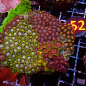 Zoa Gardens