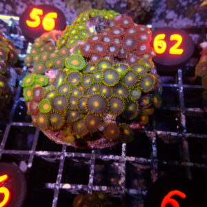 Zoa Gardens