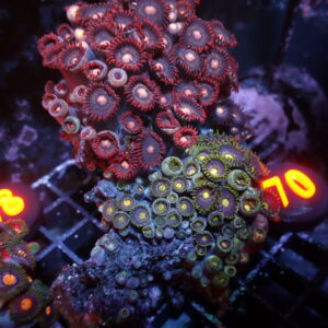 Zoa Gardens