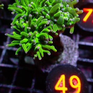 Cotton Candy Torch Coral