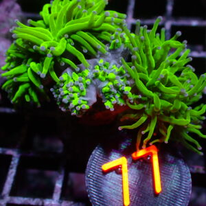 Blue Tip Torch Coral