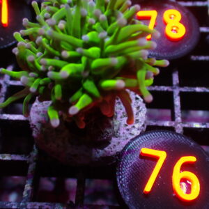Cotton Candy Torch Coral