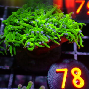 Blue Tip Torch Coral
