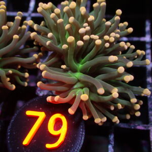 Pink Tip Torch Coral