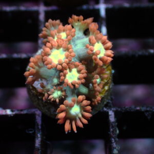 Goniopora Fire & Ice
