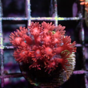 Red Goniopora
