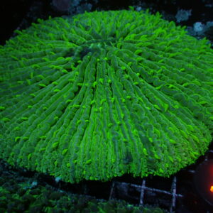 Plate Coral 6"