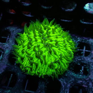 Plate Coral