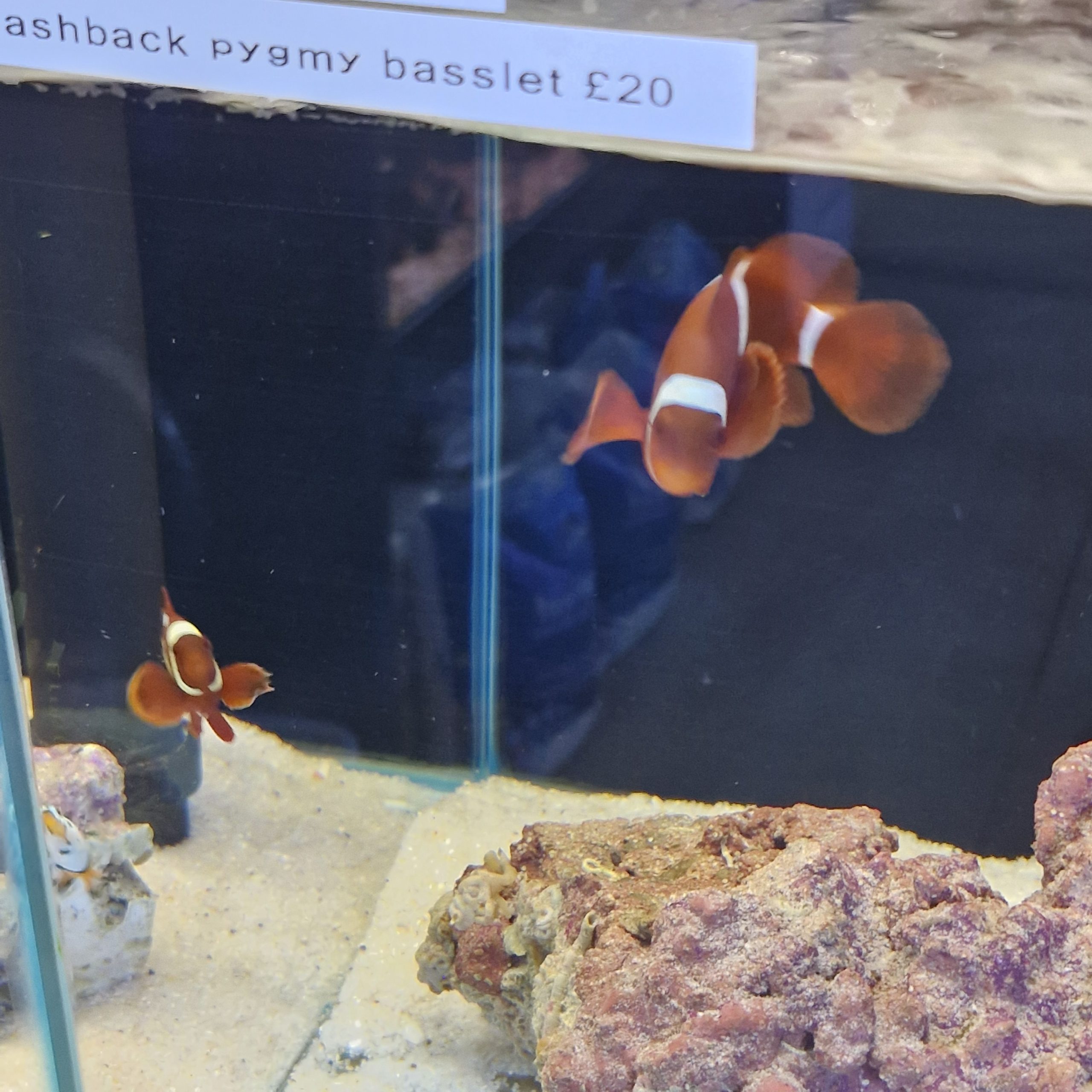 Gold Stripe Maroon Clownfish (Pair)