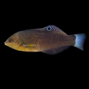 Monti Bug-Eating Wrasse, stockportmarineandkoi.co.uk