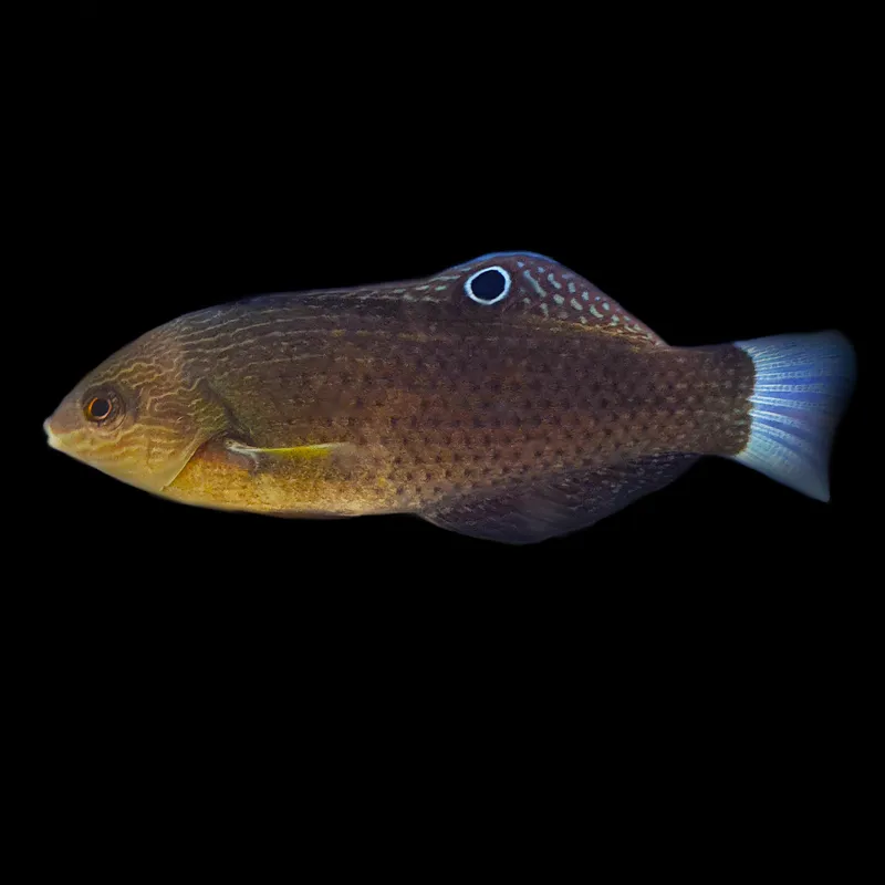 Monti Bug-Eating Wrasse, stockportmarineandkoi.co.uk