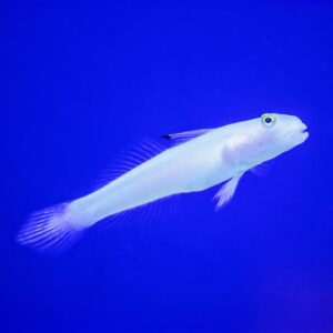 Chalk goby stockportmarineandkoi.co.uk