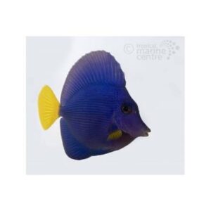 Purple Tang. stockportmarineandkoi.co.uk