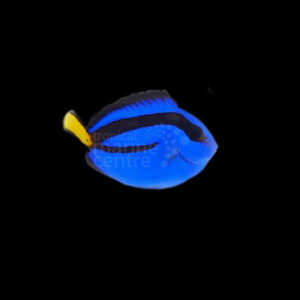 Regal Tang, stockportmarineamdkoi.co.uk