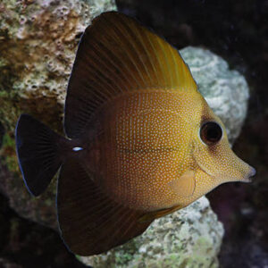 Brown Scopas Tang, stockportmarineandkoi.co.uk