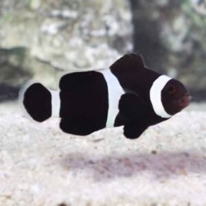 Black and White Clownfish , stockportmarineandkoi.co.uk