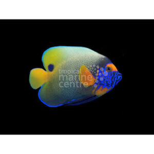 Blueface Angelfish , stockportmarineandkoi.co.uk