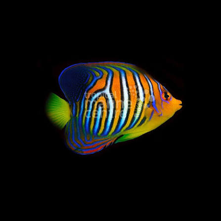 Regal Angelfish,stockportmarineandkoi.co.uk