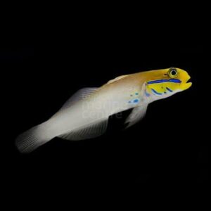 Blue Cheek Goby,stockportmarineandkoi.co.uk